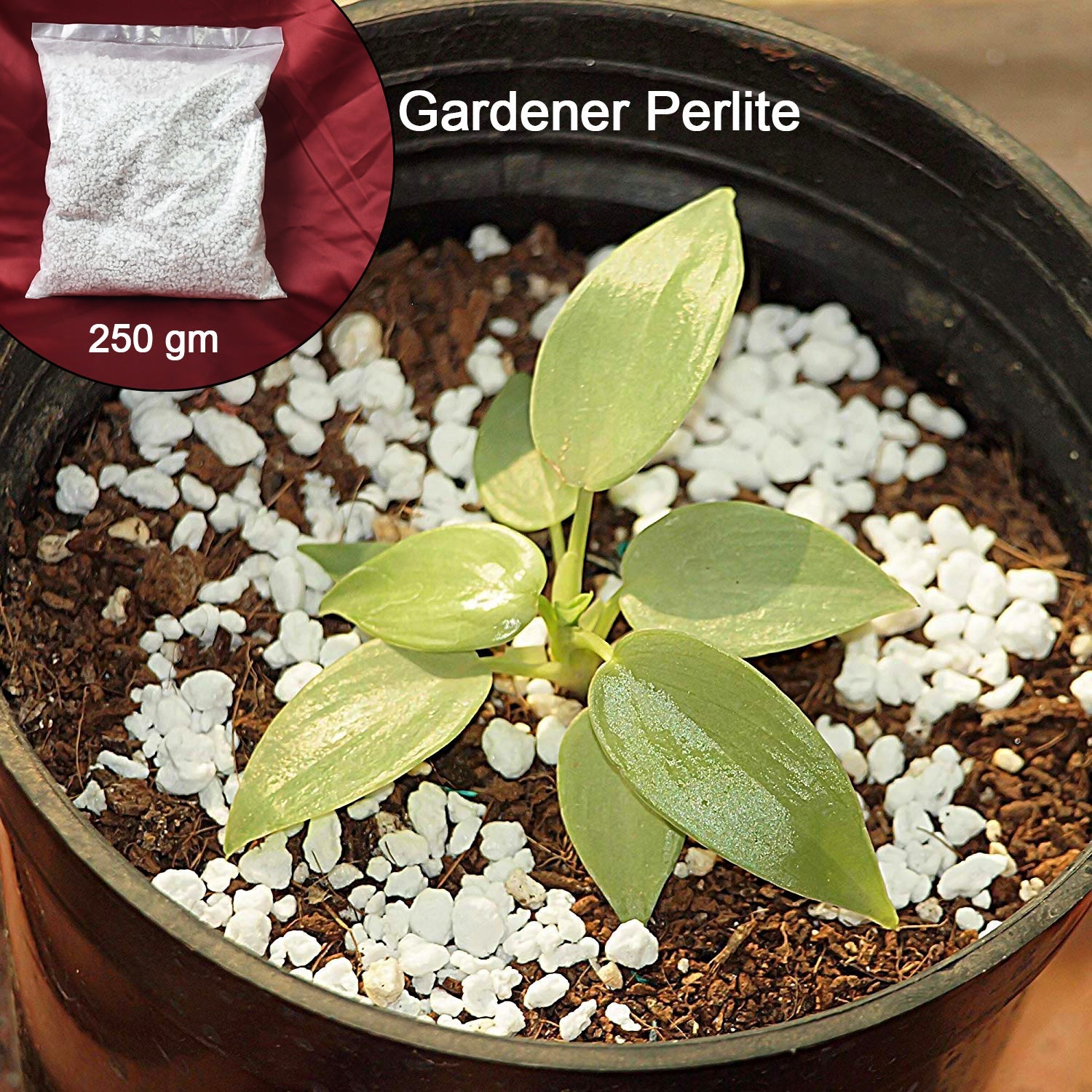 Paradise Perlite for Hydroponics & Horticulture Soil Conditioner (250 GM)-Garden & Outdoors-AniGuess-AniGuess