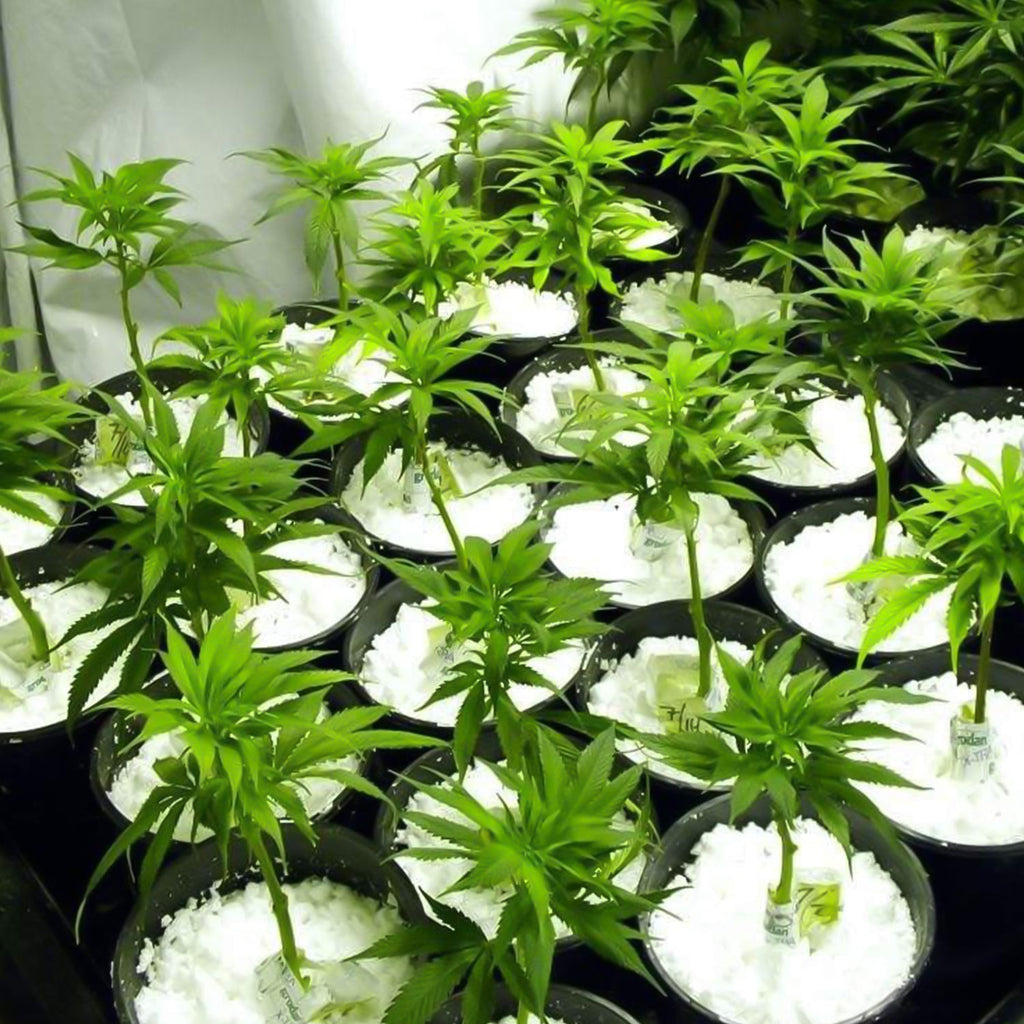 Paradise Perlite for Hydroponics & Horticulture Soil Conditioner (250 GM)-Garden & Outdoors-AniGuess-AniGuess