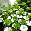 Paradise Perlite for Hydroponics & Horticulture Soil Conditioner (250 GM)-Garden & Outdoors-AniGuess-AniGuess