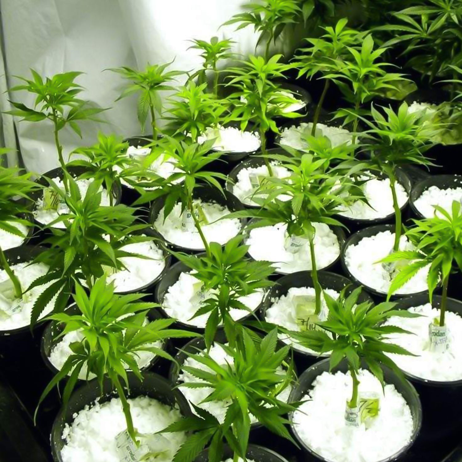 Paradise Perlite for Hydroponics & Horticulture Soil Conditioner (250 GM)-Garden & Outdoors-AniGuess-AniGuess