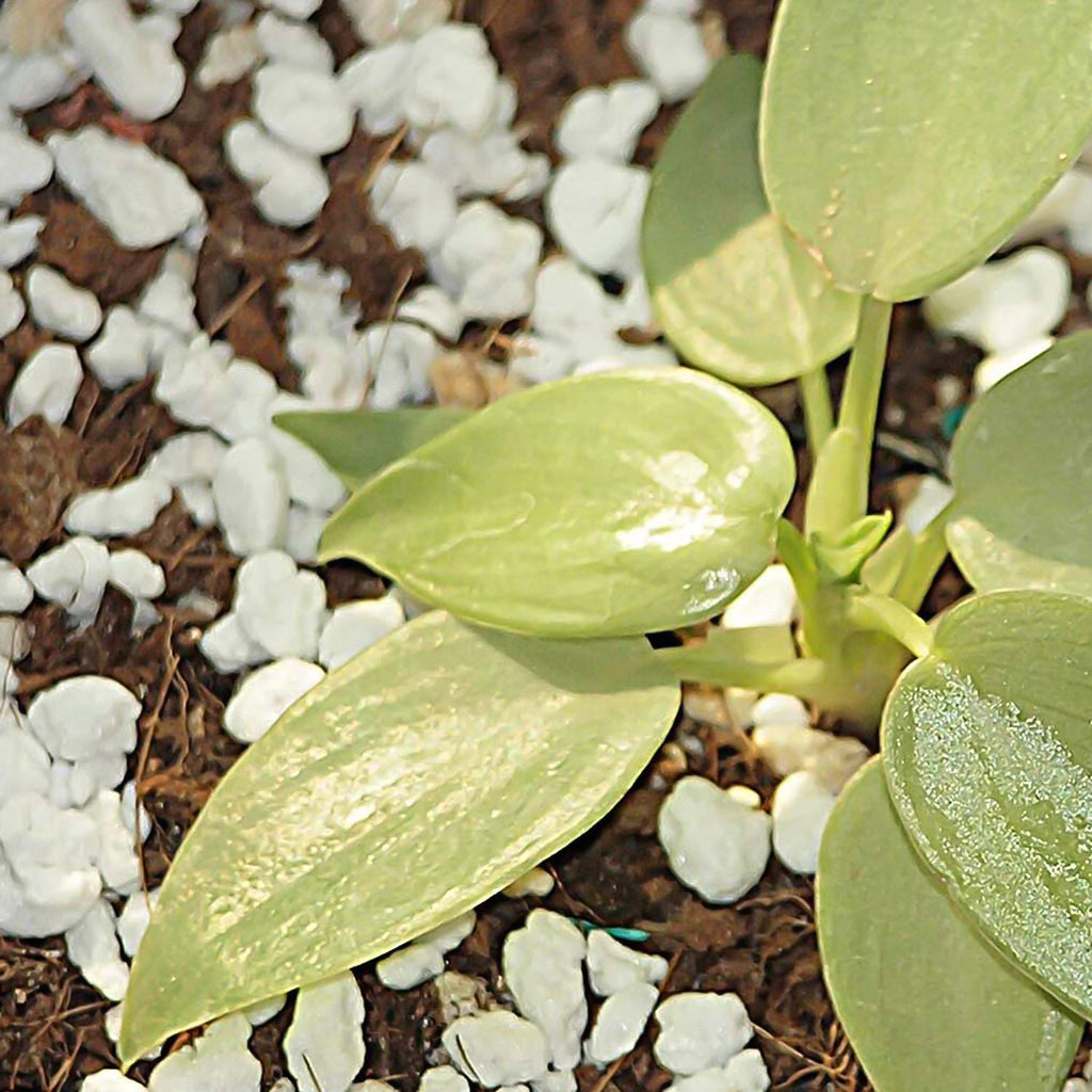 Paradise Perlite for Hydroponics & Horticulture Soil Conditioner (250 GM)-Garden & Outdoors-AniGuess-AniGuess