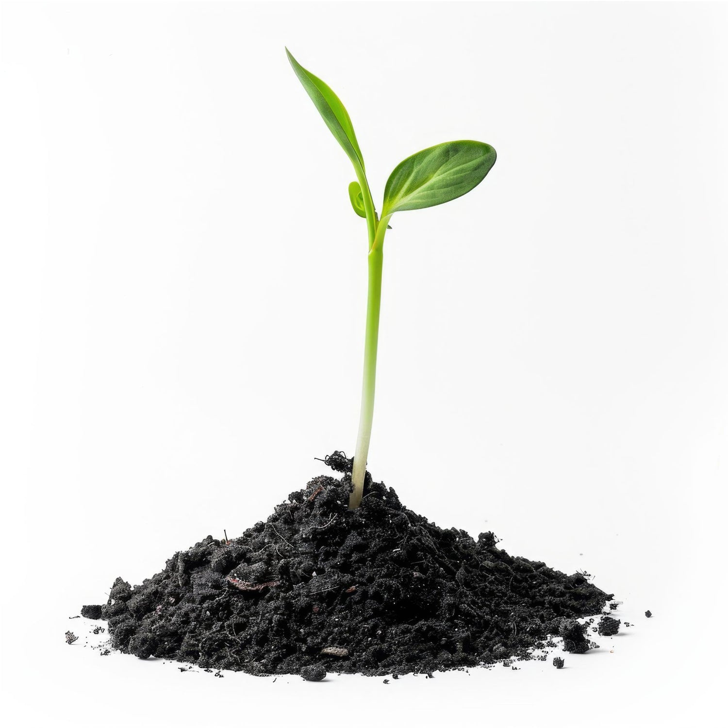 Organic Vermicompost Black Soil for Plants Health Manure (1 KG Approx)-Garden & Outdoors-AniGuess-AniGuess